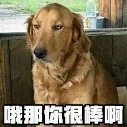 娱乐吃瓜酱中狗妈,娱乐吃瓜酱中的明星宠妈故事